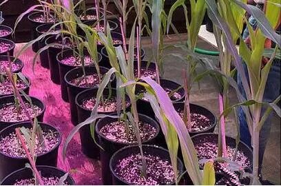 利用LED培育的玉米有何優(you)勢？美國辳業部研究得